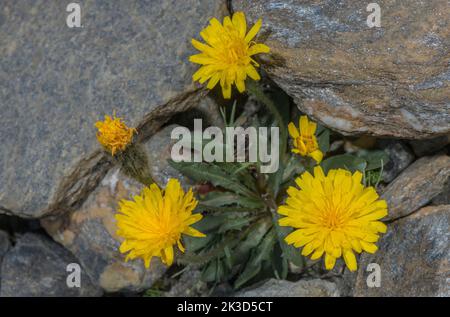 Mountain Hawkbit, Scorzoneroides montana, en fleur sur le haut cri alpin à 3000m. Vanoise, France. Banque D'Images