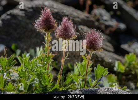 Avens rampant, Geum reptans dans des fruits sur le cri de haute altitude, Alpes françaises. Banque D'Images