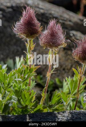 Avens rampant, Geum reptans dans des fruits sur le cri de haute altitude, Alpes françaises. Banque D'Images