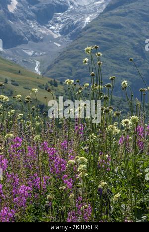 Alpina de Cephalaria, et herbacée de saule de Rosebay, en fleur dans les Alpes françaises, en regardant vers les glaciers de la Meije. Banque D'Images