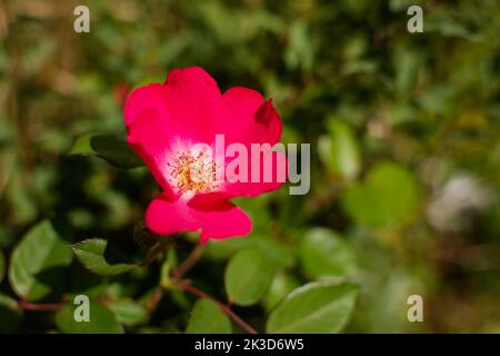 Le Bush de rosehip fleurit dans le jardin de printemps. Une fleur rose délicate parmi les feuilles vertes. Macrophotographie des fleurs de printemps. Belle atmosphère naturelle Banque D'Images