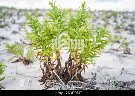 Beach Dune Grass et autres plantes indigènes du New Jersey. Banque D'Images