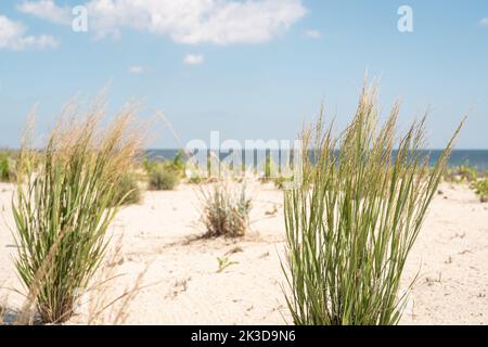 Dunes de sable avec des plantes sur la plage dans le New Jersey. Banque D'Images