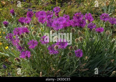 Panache de knapweed, Centaurea uniflora, en fleur dans les Alpes françaises. Banque D'Images