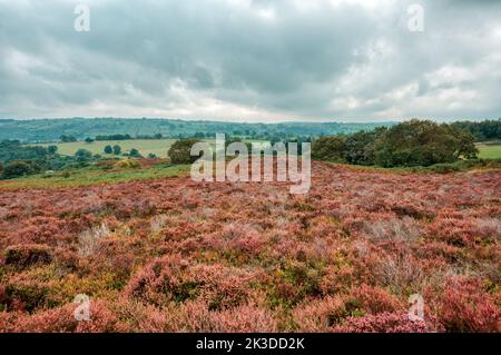 Stanton Moor, Peak District, Derbyshire, Royaume-Uni Banque D'Images