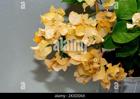 Branche Bougainvillea en fleurs jaunes dans une tache de fleur sur un fond gris. Banque D'Images