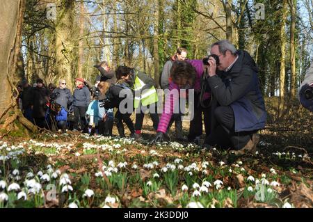 Les premières fleurs des visiteurs du printemps affluent pour voir les chutes de neige à l'abbaye de Mottisfont du National Trust près de Romsey Hants. Pic Mike Walker,2015 Mike Walker photos Banque D'Images