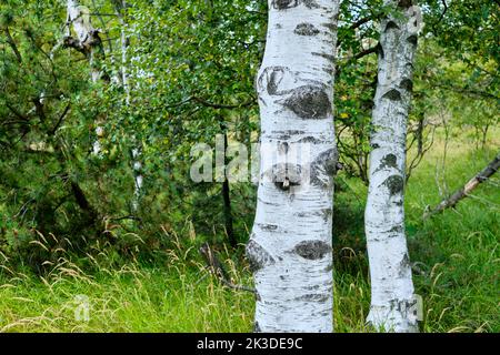 Groupe de bouleaux dans un environnement à tourbières élevées. Banque D'Images