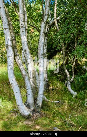 Groupe de bouleaux dans un environnement à tourbières élevées. Banque D'Images