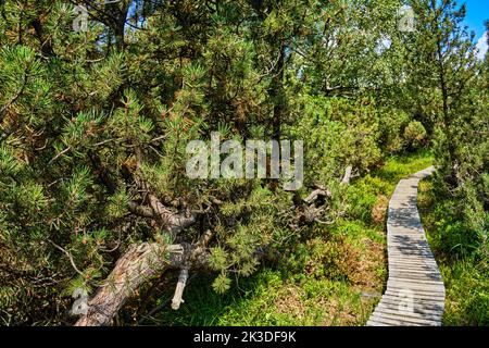 Une promenade étroite mène à travers le paysage et la végétation dans la réserve naturelle du Georgenfeld Raised Bog, Altenberg, Saxe, Allemagne. Banque D'Images