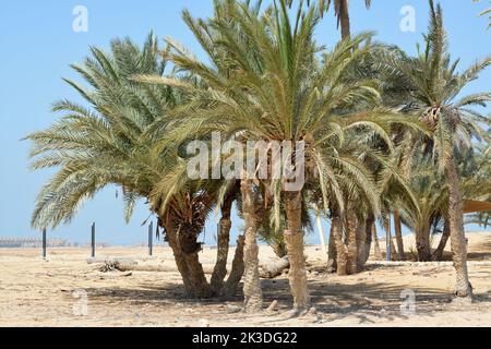 Le beau Prophète Moses Springs, puits d'eau et palmiers dans la péninsule du Sinaï, Ras Sidr, Égypte Banque D'Images