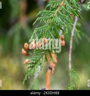 Thuja vert en automne avec des cônes bruns. Banque D'Images