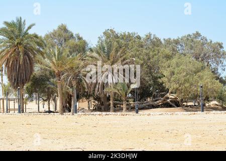 Le beau Prophète Moses Springs, puits d'eau et palmiers dans la péninsule du Sinaï, Ras Sidr, Égypte Banque D'Images