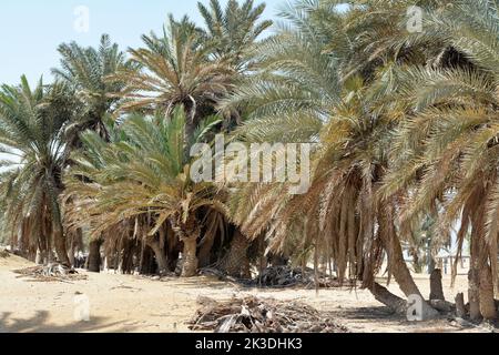 Le beau Prophète Moses Springs, puits d'eau et palmiers dans la péninsule du Sinaï, Ras Sidr, Égypte Banque D'Images