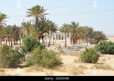 Les palmiers sacrés de la péninsule du Sinaï, Ras Sidr, Égypte Banque D'Images