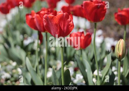 Tulipes rouges brillantes poussant dans un grand lit de fleurs au printemps Banque D'Images
