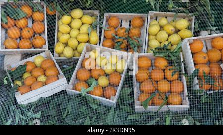 Oranges et citrons dans des caisses en bois sous le filet, récolte d'agrumes Banque D'Images