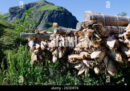 Norvège, îles de Lufoten, morue séchée près du village de Å. Banque D'Images