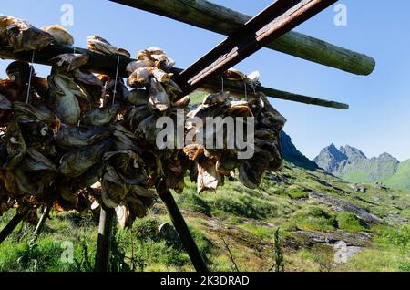 Norvège, îles de Lufoten, morue séchée près du village de Å. Banque D'Images