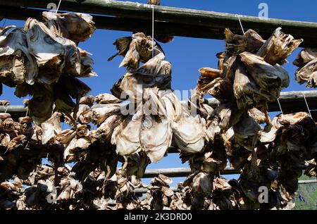 Norvège, îles de Lufoten, morue séchée près du village de Å. Banque D'Images