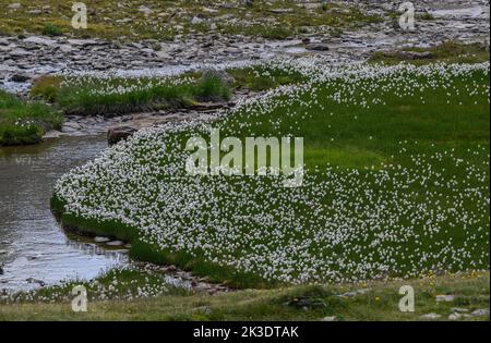 Scheuchzer's Cottongrass, Eriophorum scheuzeri en fleur dans la zone de boggy acide sur le col de la Gavia, Passo di Gavia, Alpes italiennes, Banque D'Images