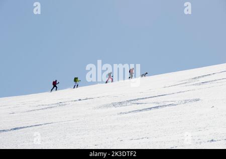 Norvège, skieurs de l'arrière-pays et chien dehors lors d'un voyage près de Hemsedal. Banque D'Images