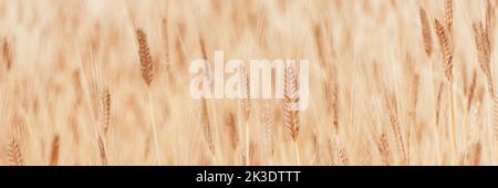 Bannière faite à partir de foyer défoqué du champ d'épis dorés de maïs. Blé agriculture ukrainienne. Texture du grain comme arrière-plan de votre conception avec espace de copie pour le texte. Banque D'Images