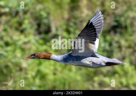 La gargouge femelle (Mergus merganser) vole en gros plan au soleil, West Yorkshire, Angleterre, faune britannique. Banque D'Images