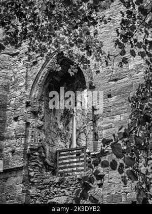 Une fenêtre voûtée dans la ruine d'un château de 12th siècle est vue à travers les feuilles d'un arbre. Une clôture se trouve dans la fenêtre. Banque D'Images