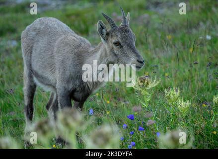 Une partie du groupe familial de l'ibex alpin, Capra ibex, paître sur le col de Nufenen dans la soirée; Alpes suisses. Banque D'Images