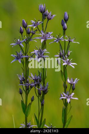 Marais Felwort, Swertia perennis, en fleur en tourbière alpine, Vanoise, Alpes françaises. Banque D'Images
