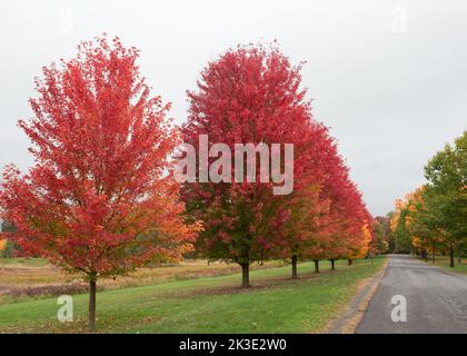 Une ligne d'érable rouge en automne Banque D'Images