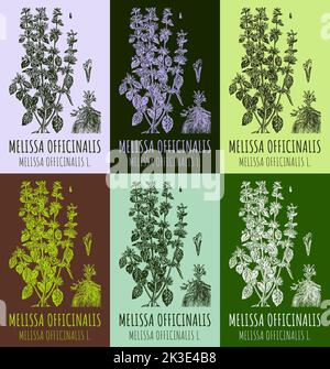 Ensemble de dessins vectoriels de Melissa officinalis dans différentes couleurs. Illustration dessinée à la main. Nom latin MELISSA OFFICINALIS L. Banque D'Images