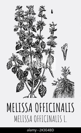 Dessins vectoriels de Melissa officinalis. Illustration dessinée à la main. Nom latin MELISSA OFFICINALIS L. Banque D'Images