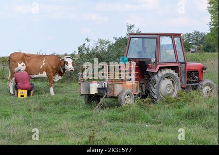 SERBIE, région Voïvodine, petit agriculteur qui traite sa vache sur le terrain, vieux tracteur IMT / SERBIEN, région Voïvodine, Alter IMT Traktor, Kleinbauer melkt Kuh am Feldran Banque D'Images