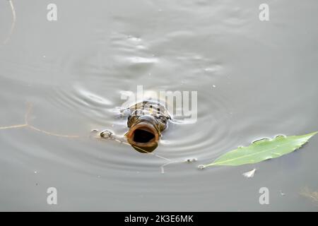 carpe koï à grande bouche ouverte dans l'eau de l'étang Banque D'Images