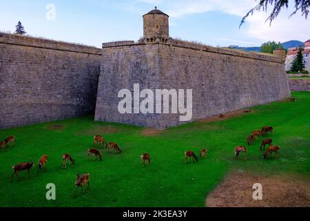 Des déers qui bissent dans la Citadelle de Jaca, en Espagne Banque D'Images