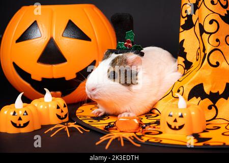 Un cobaye blanc est assis près d'une citrouille et d'un chapeau de sorcière sur un fond noir. Les animaux célèbrent Halloween Banque D'Images