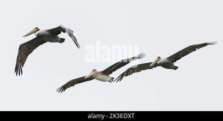 Trois pélicans bruns isolés sur fond blanc passant au-dessus vu du dessous avec les ailes écarlées Banque D'Images