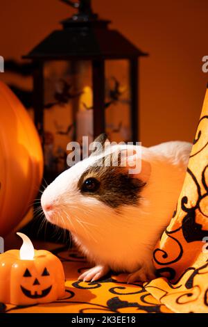 Un cobaye est assis près d'une lanterne et de citrouilles. Animaux de compagnie et Halloween. Banque D'Images