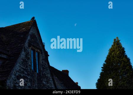 Pigeon regardant la lune. Tôt le matin au château de Combe. Banque D'Images