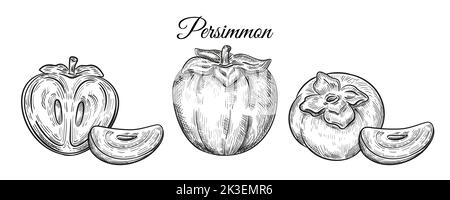 Sharon persimmon fruit orange exotique, kaki asiatique japonais esquisse de gravure de plan botanique ensemble. Moitié, tranche fruitage tropical. Une alimentation saine. Vecteur Illustration de Vecteur