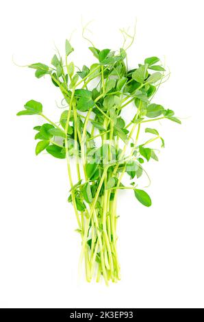 Bouquet de microverts de pois sur fond blanc. Pousses, plantules et pousses fraîches et crues de Pisum sativum, utilisées comme garniture ou comme légume feuille. Banque D'Images