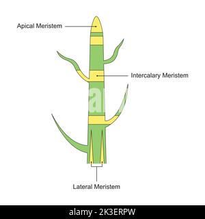 Conception scientifique de tissus méristématiques. Le tissu trouvé dans les plantes. Symboles colorés. Illustration vectorielle. Illustration de Vecteur