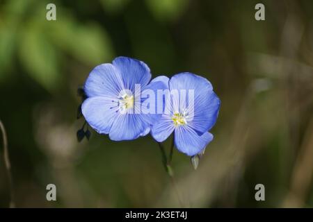 Fleur bleue de la vivace Linum perenne Banque D'Images