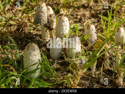 Famille de champignons de parapluie comestibles. Banque D'Images