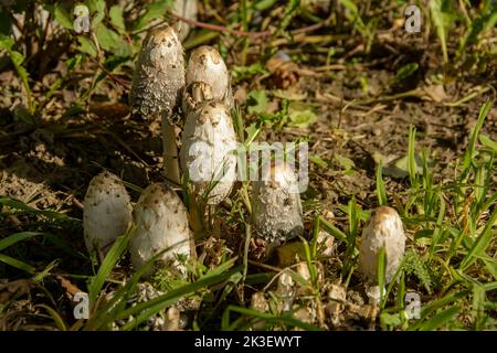 Famille de champignons de parapluie comestibles. Banque D'Images