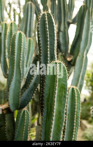 Cactus vert. Succulent. Gros plan plein cadre vue partielle d'un très grand Cactus piquant de Cardon Pachycereus pringlei Banque D'Images