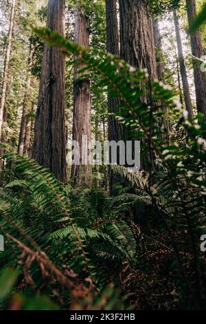 En regardant des séquoias massifs, détaillés et anciens à travers de grandes fougères dans la verdure dense de la côte nord de la Californie, États-Unis. Banque D'Images