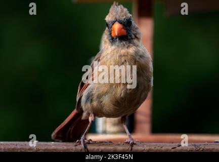 La femelle Northern Cardinal pose sur le pont Banque D'Images